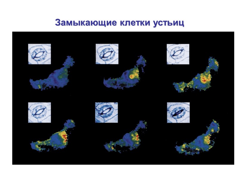 Замыкающие клетки устьиц